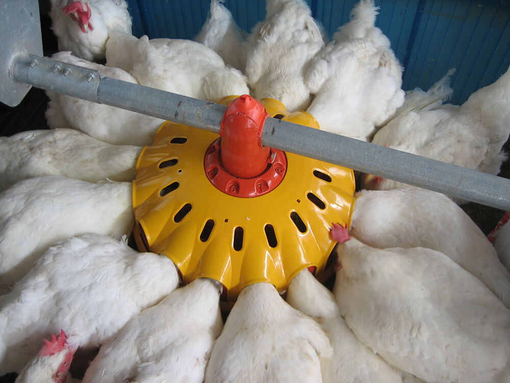 Accesorio gallinero Comedero de gallinas automático antiplagas sobre pie 2 kg Malla ponedora para gallinas y otras aves de su cría 2 kg Bebedero gallinas FARMZ 