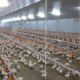 Mangiatoie per polli automatiche antispreco - Leo system-1