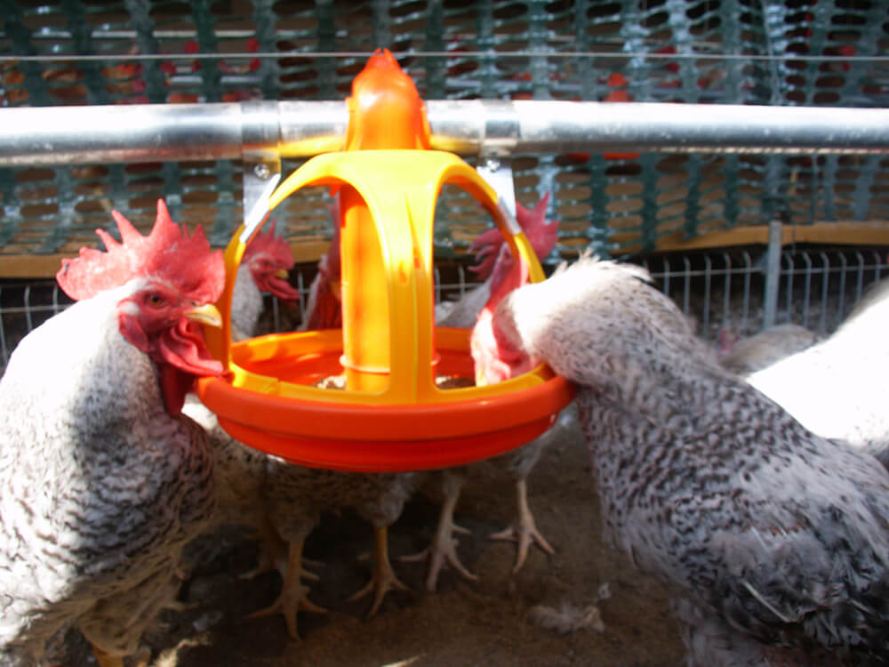 UISEBRT Mangeoire à poulets pour aliments de 5 kg Mangeoire automatique  pour volailles Mangeoire automatique pour poulets anti-rats avec pédale  d'ouverture automatique et couvercle étanche
