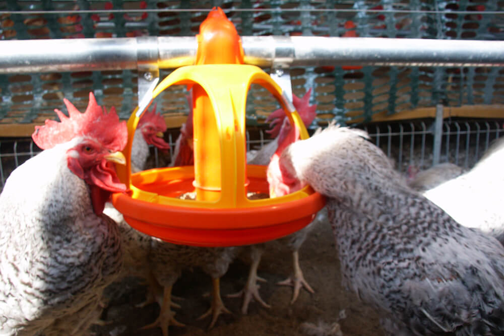 futtertrog für hühner - fütterungstechnik hühner - 17