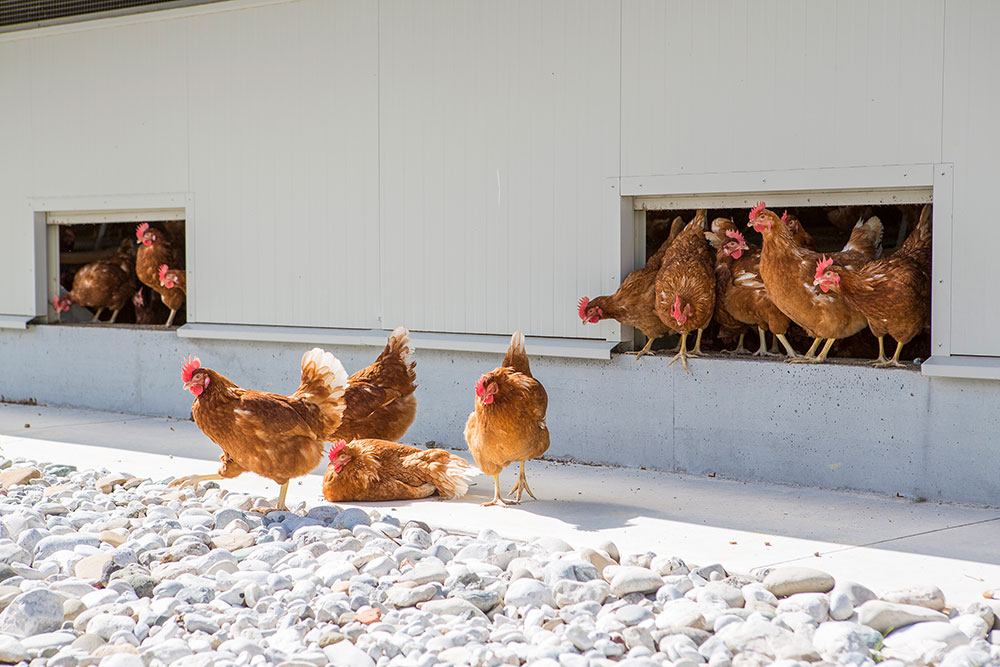 Chickens sheds Commercial chicken houses, chicken coops for sale