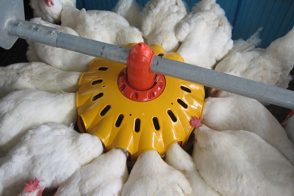Poultry farm feeding equipment - Commercial poultry feeders - Automatic poultry feeding systems -115