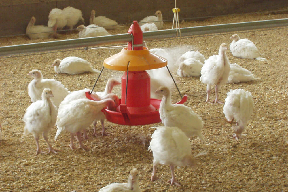 Poultry farm feeding equipment - Commercial poultry feeders - Automatic poultry feeding systems -13