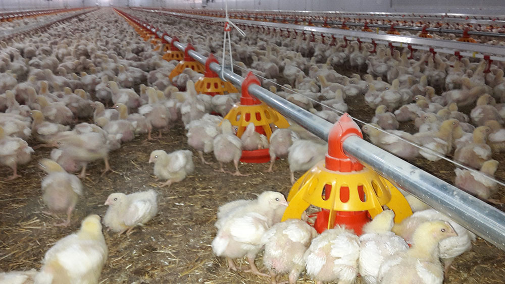 Poultry farm feeding equipment - Commercial poultry feeders - Automatic poultry feeding systems -7