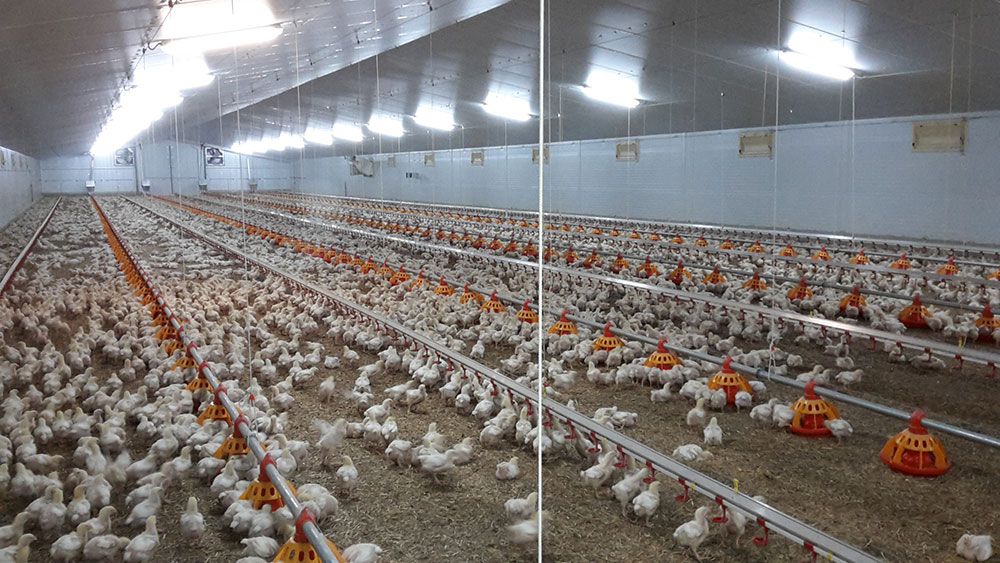 Poultry farm feeding equipment - Commercial poultry feeders - Automatic poultry feeding systems -8