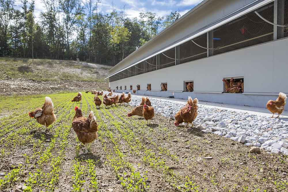 how-to-build-a-commercial-chicken-house